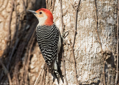 Red-bellied Woodpecker