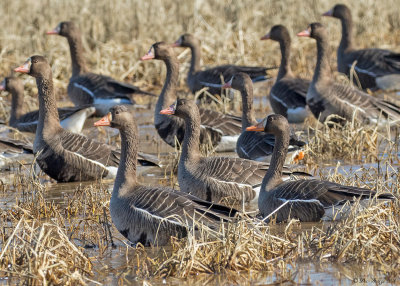 Greater White Front Geese