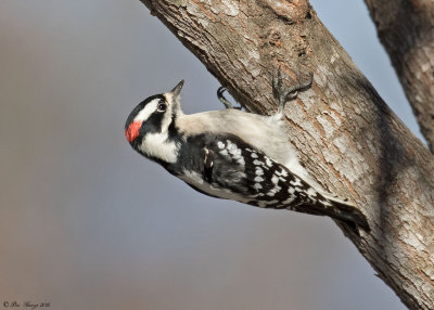 Downy Woodpecker  