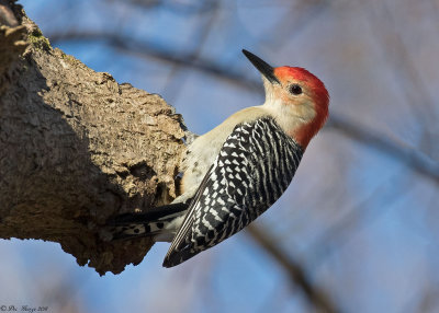 Red-bellied Woodpecker