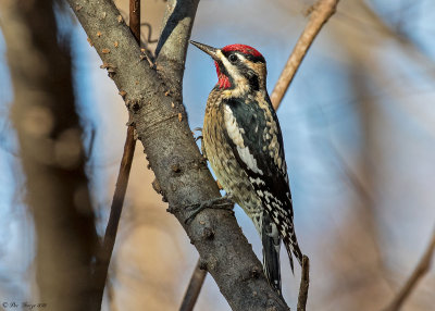 Yellow-bellied Sapsucker