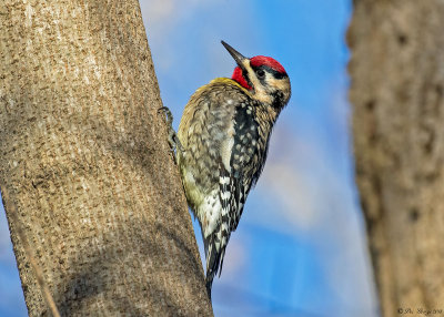 Yellow-bellied Sapsucker