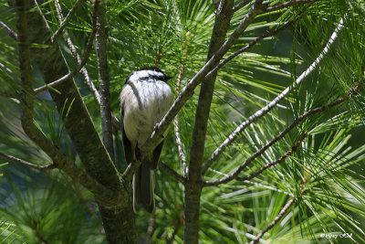 Black-capped Chickadee_17-05-03_4399.jpg