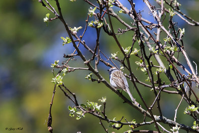 Chipping Sparrow_17-05-03_4400.jpg