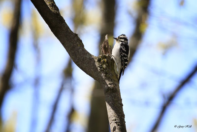 Downey Woodpecker_17-05-03_4387.jpg