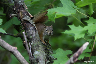 Red Squirrel_.jpg