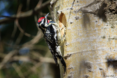 Yellow Bellied Sapsucker.jpg