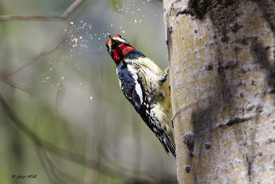 Yellow-bellied Sapsucker_17-05-03_4429.jpg