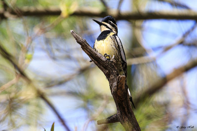 Yellow-bellied Sapsucker_Juvenile.jpg