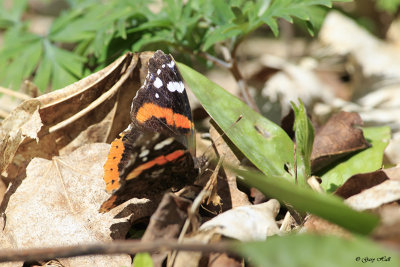 Red Admiral Butterfly_17-05-03_4385.jpg