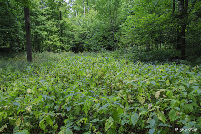 Garlic Mustard_16-09-22_4360.jpg
