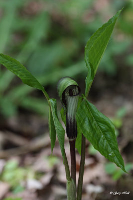 Jack-in-the-Pulpit_13-05-15_8071.jpg