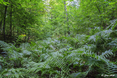 Ostrich Ferns_16-09-22_4356.jpg