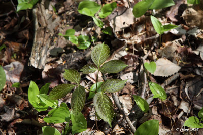 Poison Ivy_13-05-15_10584.jpg