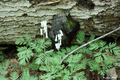 Squirrel Corn_13-05-15_8100.jpg