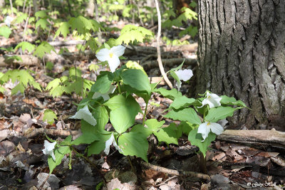 White Trillium_13-05-15_8084.jpg