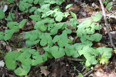 Wild Ginger_13-05-15_8081.jpg