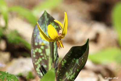 Dog Tooth Violet_17-05-03_4503.jpg