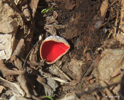 Scarlet Cuo Fungus_17-04-14_4375.jpg
