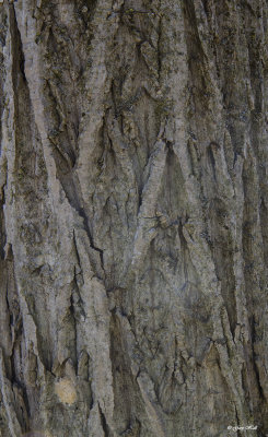 Butternut Tree_17-04-14_4373.jpg