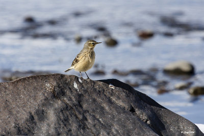 wagtails_and_pipits
