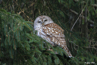 Barred Owl_17-03-05_5521.jpg