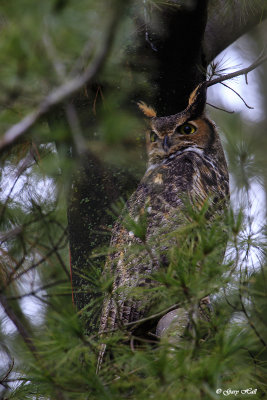 Great-horned Owl_17-01-21_3618.jpg