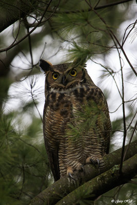 Great-horned Owl_17-01-21_3624.jpg
