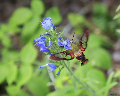 Hummingbird Moth 2.jpg
