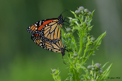Monarch Butterflies_17-06-17_5520.jpg