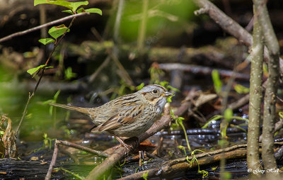 Lincoln Sparrow_17-05-11_4811.jpg