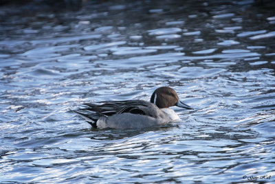 Northern Pintail_17-02-01_3778.jpg