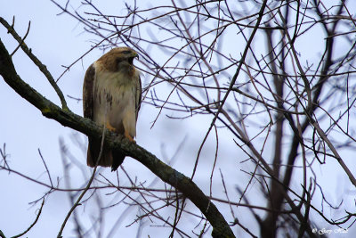 Red-tailed Hawk_17-01-21_3581.jpg