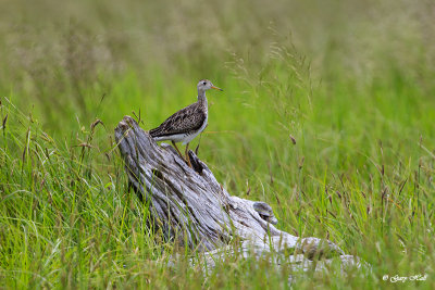 Upland Sandpiper_17-06-14_5232.jpg