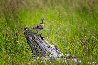 Upland Sandpiper_17-06-14_5245.jpg