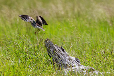 Upland Sandpiper_17-06-14_5251.jpg