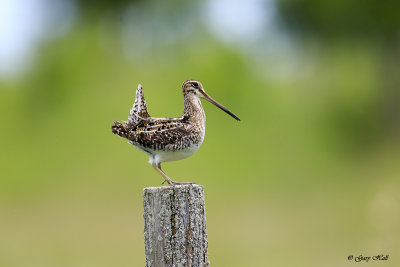 Wilsons Snipe_17-06-14_5147.jpg