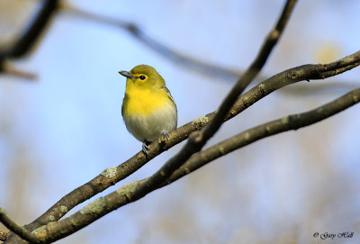 Yellow-throated Vireo_17-05-10_4559.jpg