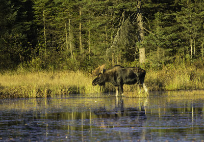 Algonquin Bull Moose 2.jpg