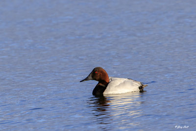 Canvasback 2.jpg