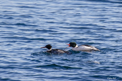 Common Merganser _17-12-28_6068.jpg