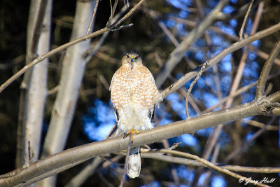 Coopers Hawk.jpg