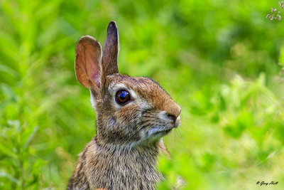 Cottontail.jpg