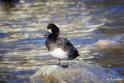 Greater Scaup.jpg