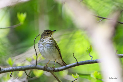 thrushes