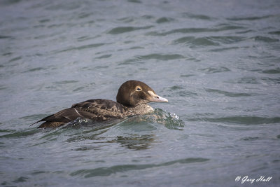 King Eider_1st Winter M ale.jpg
