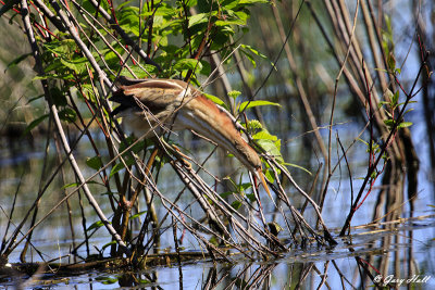 Least Bittern.jpg