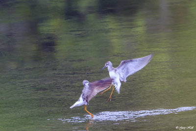 Lesser Yellowlegs.jpg