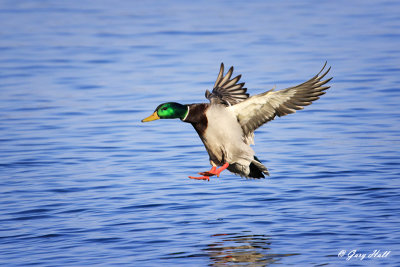 Mallard in Flight.jpg