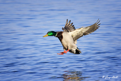 Mallard in Flight.jpg